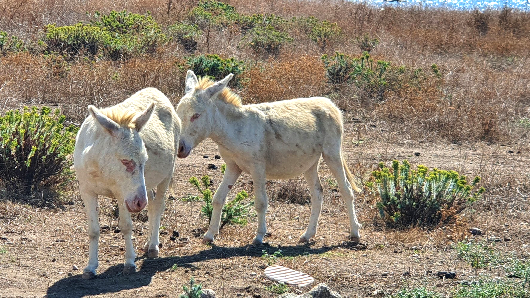 Parco naturalistico dell'Asinara