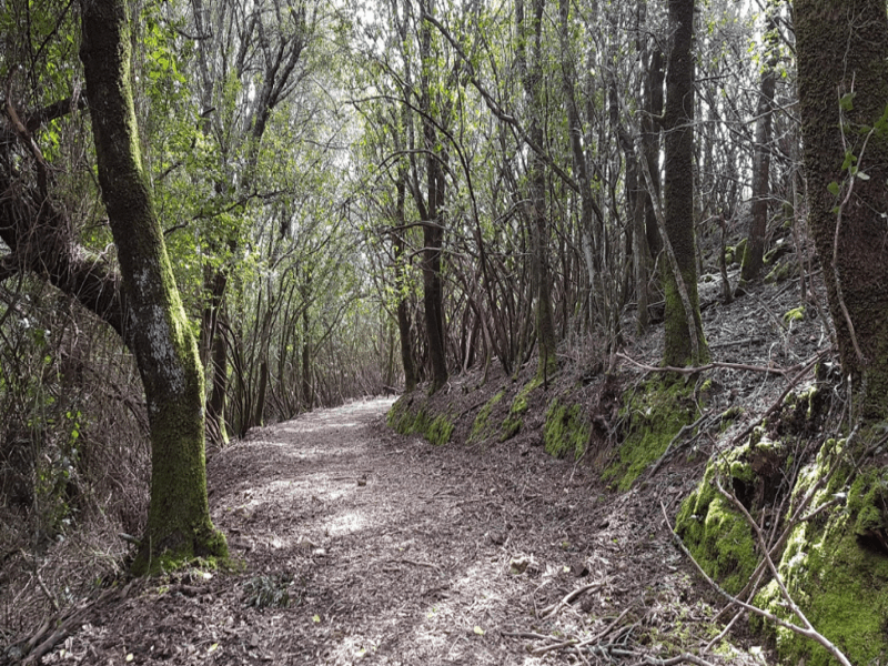 escursione-trekking-Is-cannoneris-sardegna
