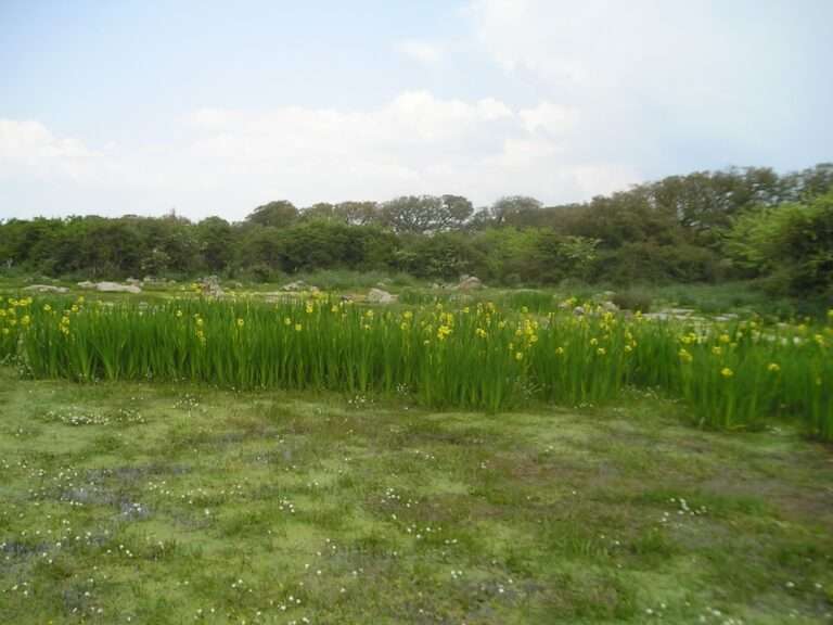 gigli-sa-giara-gesturi-sardegna